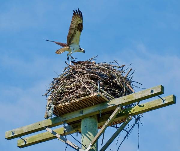 Osprey bringing food to its nest at Jamaica Bay Wildlife Refuge (97261) by Rhododendrites is licensed under CC BY-SA 4.0.